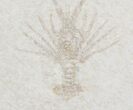 Fossil Lobster (Palinurina) - Solnhofen Limestone, Germany #24720-1